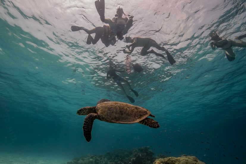 Sea turtle swimming in clear water with snorkelers at the surface near Gili Meno